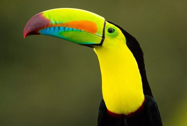 Birds of South America